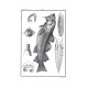 Traité général des pesches et histoire des poissons 