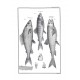Traité général des pesches et histoire des poissons 