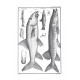 Traité général des pesches et histoire des poissons 