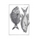 Traité général des pesches et histoire des poissons 