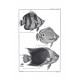 Traité général des pesches et histoire des poissons 