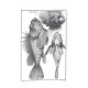 Traité général des pesches et histoire des poissons 