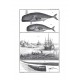 Traité général des pesches et histoire des poissons 